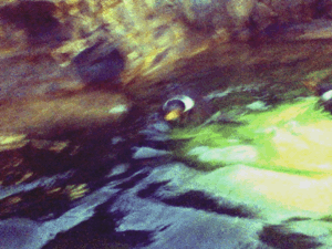 游泳 水 夏天 动物园 企鹅 转