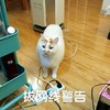 萌宠 喵星人 拔网线警告 不开心 生气 搞怪