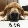 狗狗 趴着 闭眼睛 热成狗