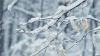 冬天 下雪 树枝 雪景