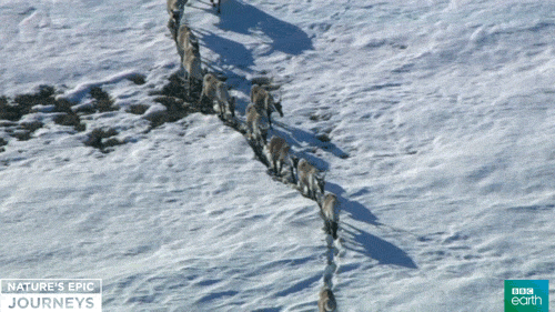 驯鹿 雪地 排队 自然 冬天 圣诞