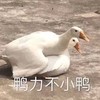 萌宠 鸭子 压力不小啊 无奈 呆萌 可爱