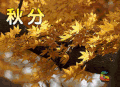 秋分 二十四节气 soogif soogif出品