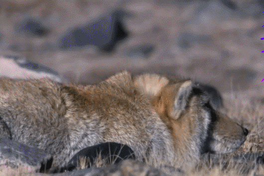 神奇动物 藏狐 可爱 捕食 方脸