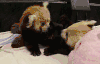 红熊猫, 熊猫 脚 气味