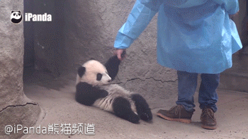 大熊猫 国宝 拽着走 萌