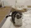 猫咪   示威   搞笑  可笑