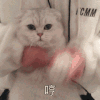 猫咪 哼 生气 搞怪 可爱