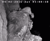 猫头鹰 黑夜 悬崖 攻击
