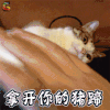 萌宠 猫 喵星人 拿开你的猪蹄 soogif soogif出品