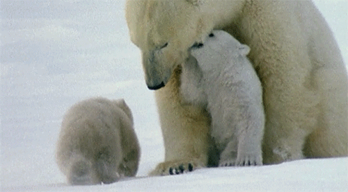北极熊 幼崽 雪地 抚摸
