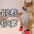 别惹我 柴犬