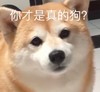 萌宠 汪星人 你才是真的狗 不开心 呆萌 逗