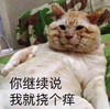 萌宠 喵星人 你继续说 我就挠个痒 呆萌 可爱