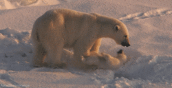 北极熊 冬天 白熊 雪地