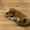 萌宠 汪星人 吃不饱 难受 呆萌 可爱