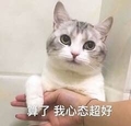 猫咪 算了我心态超好 搞笑 斗图 生无可恋