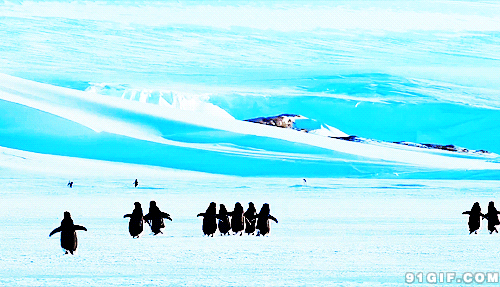 冰山 赛跑 企鹅 南极