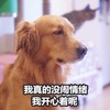 萌宠 汪星人 我真的没闹情绪 我开心着呢 搞怪 逗