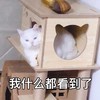 萌宠 猫星人 我什么都看到了 你完了 搞怪 呆萌 逗