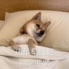 萌宠 汪星人 还是早睡吧 狗命重要 呆萌 可爱