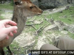 鹿 deer 享受 乖 抚摸 舒服