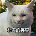 萌宠 猫咪 猫 喵星人 微笑 假笑 朴实的笑容