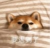 萌宠 汪星人 要迟到了 无奈 呆萌 可爱