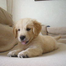 狗