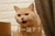 猫咪 牙齿  大眼睛 打一架