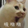 萌宠 喵星人 哦呦呦 不得了 惊讶 搞怪