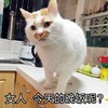 萌宠 喵星人 晚饭呢 我饿了 搞怪 逗