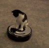 猫咪 玩耍 旋转