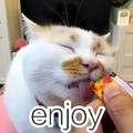 猫咪 吃货 享受 enjoy