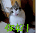 你好！ 猫