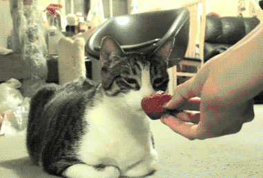 动物 小猫 主人 草莓 打翻