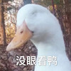 萌宠 鸭子 没眼看鸭 嫌弃 呆萌 可爱