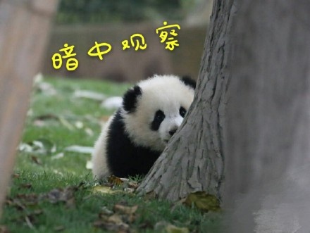 熊猫 草地 大树 暗中观察