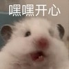 萌宠 仓鼠 嘿嘿 开心 搞怪 逗