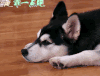 萌主来了