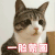 萌宠 猫咪 猫 蒙圈 一脸蒙圈