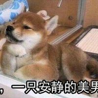 一只安静的美男gifdogegif大狗gif可爱gif