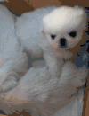 狗狗 眼神 很酷 干净 可爱