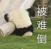 萌宠 熊猫 被难倒 难受 呆萌 可爱