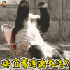萌宠 熊猫 伤心 王者荣耀 排位赛 连跪 不活了 soogif soogif出品