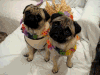 哈巴狗 pug 可爱 转头