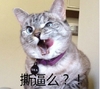 猫咪 掌嘴 呆萌 撕逼么