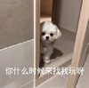 萌宠 汪星人 你什么时候来找我玩啊 好奇 呆萌 可爱