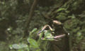 昆虫 树枝 模仿大师：哥斯达黎加昆虫 纪录片 银色圣甲虫