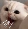 萌宠 喵星人 口吐芬芳 真受不了了 调皮 可爱